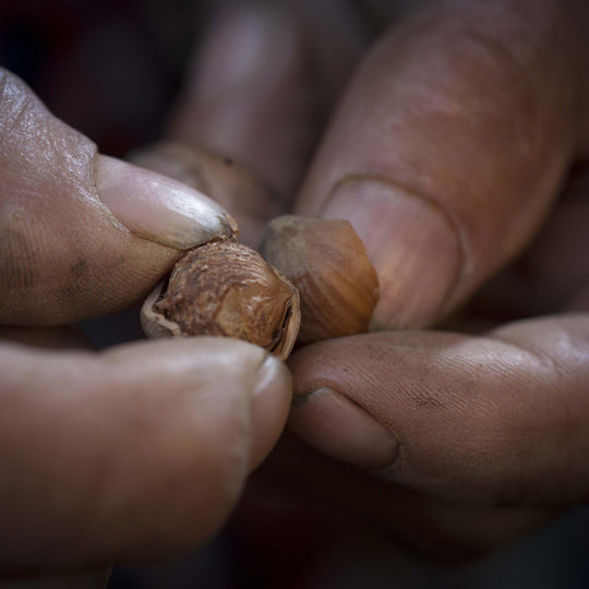 "Nocciola Piemonte IGP "delle Langhe Naturali Sgusciate (1Kg) - Tastëlanghe Azienda Agricola