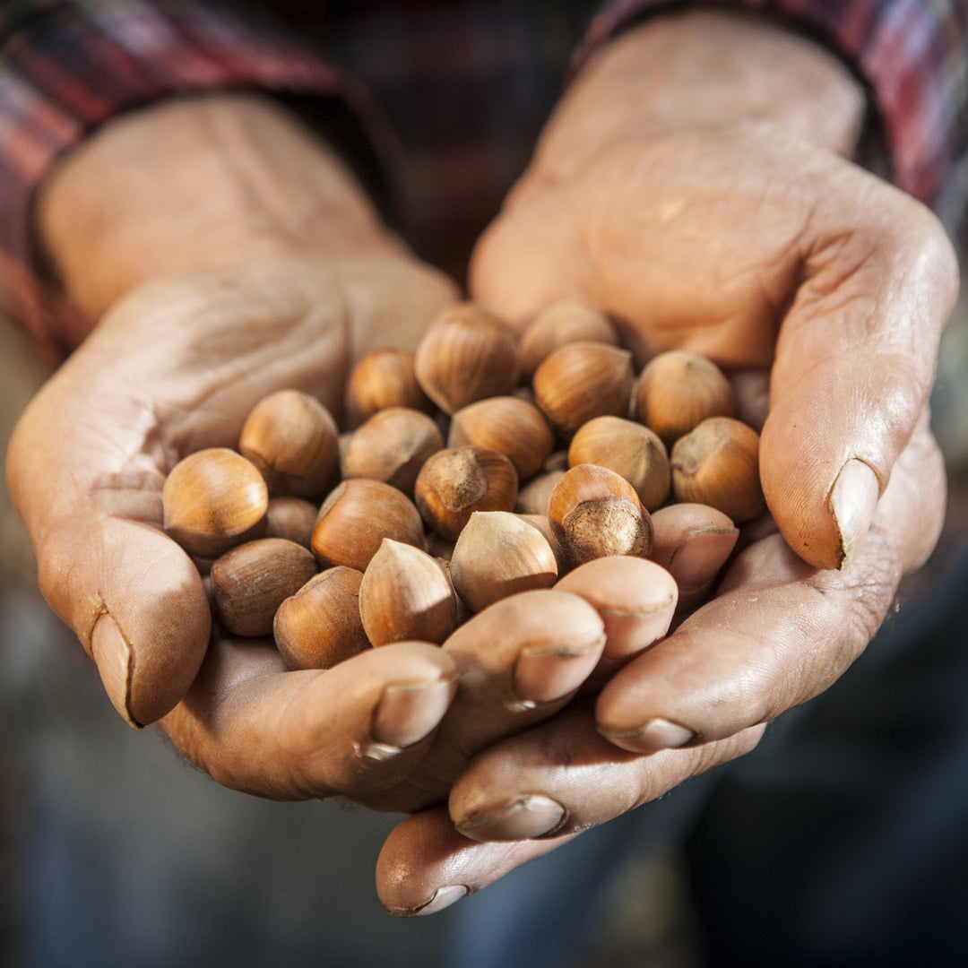 Nocciola Piemonte IGP "Langhe" in Guscio Naturali (2Kg) - Tastëlanghe Azienda Agricola