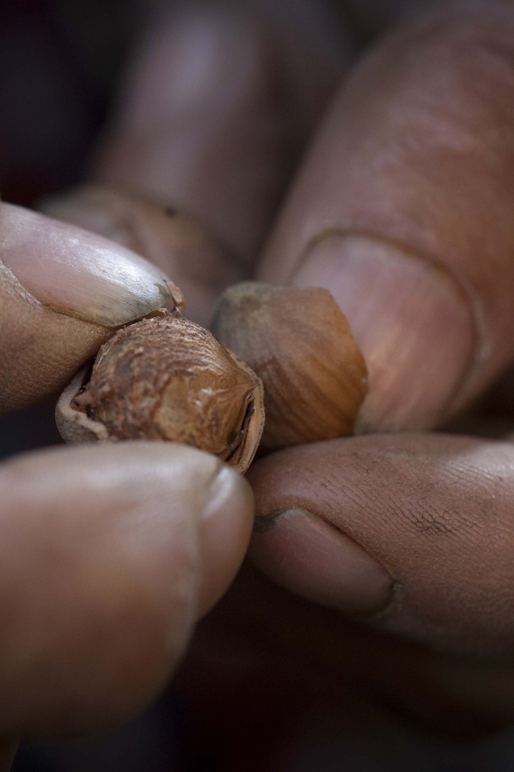 Mani che mostrano una nocciola aperta con il gheriglio naturale nel guscio.