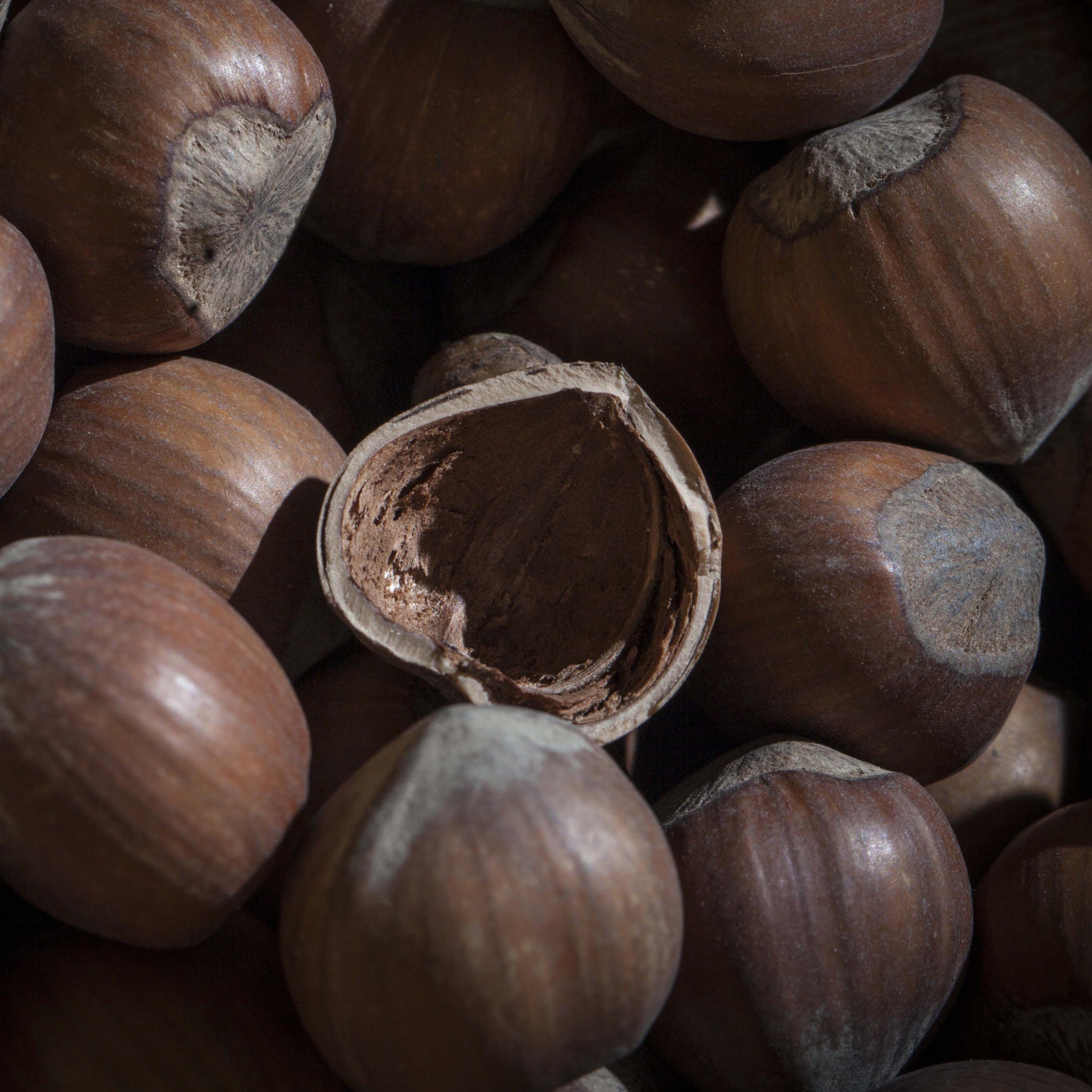 Nocciola Piemonte IGP "Langhe" in Guscio Naturali (2Kg) - Tastëlanghe Azienda Agricola